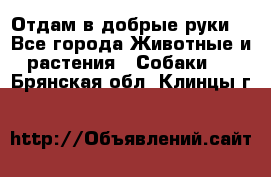 Отдам в добрые руки  - Все города Животные и растения » Собаки   . Брянская обл.,Клинцы г.